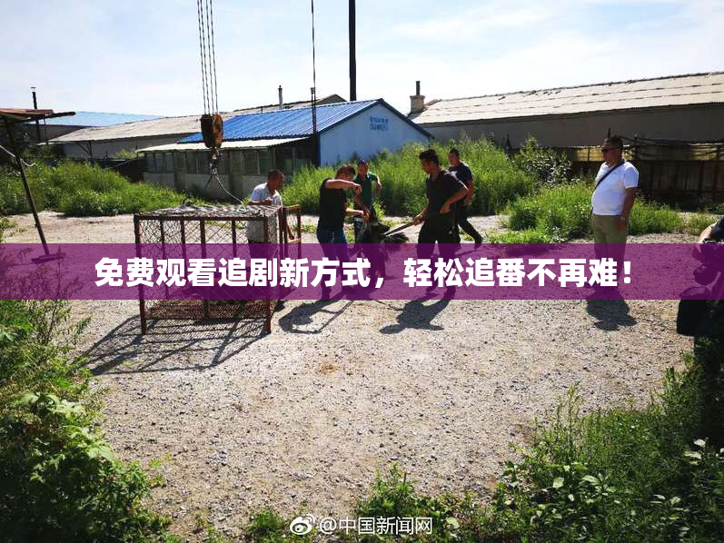 免费观看追剧新方式，轻松追番不再难！