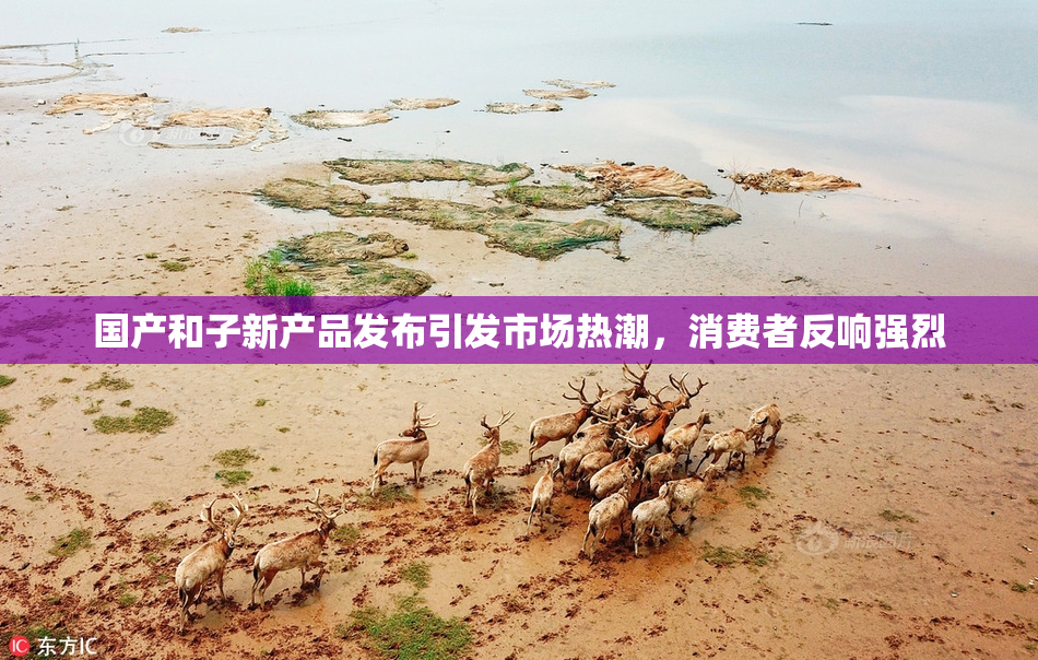国产和子新产品发布引发市场热潮，消费者反响强烈