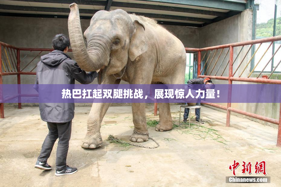 热巴扛起双腿挑战，展现惊人力量！
