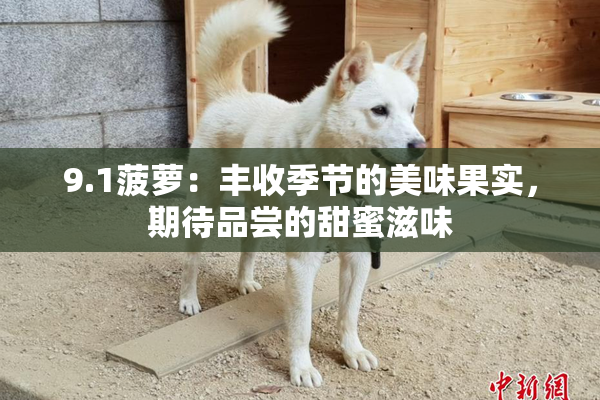 9.1菠萝：丰收季节的美味果实，期待品尝的甜蜜滋味