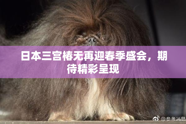 日本三宫椿无再迎春季盛会，期待精彩呈现
