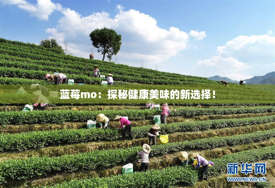 蓝莓mo：探秘健康美味的新选择！
