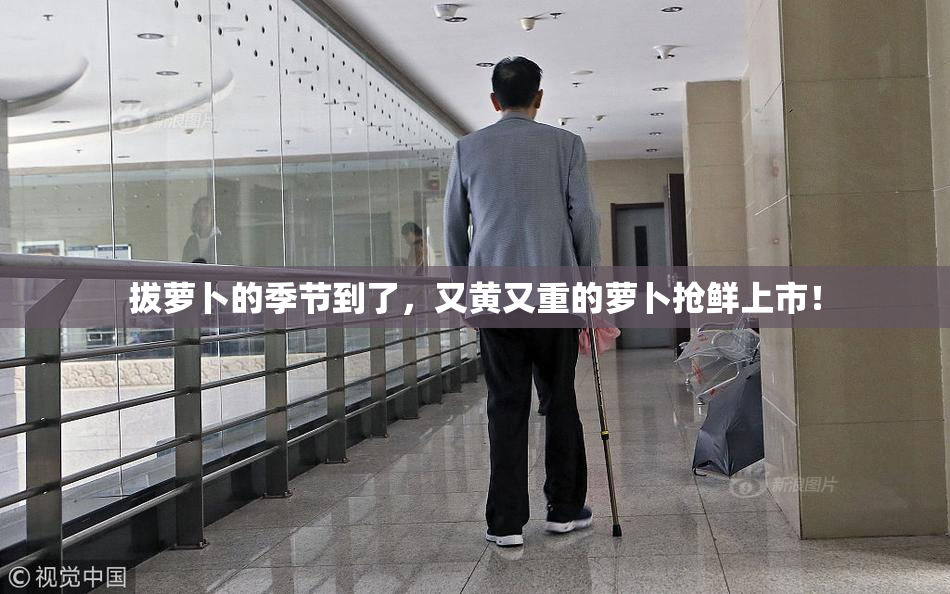 拔萝卜的季节到了，又黄又重的萝卜抢鲜上市！