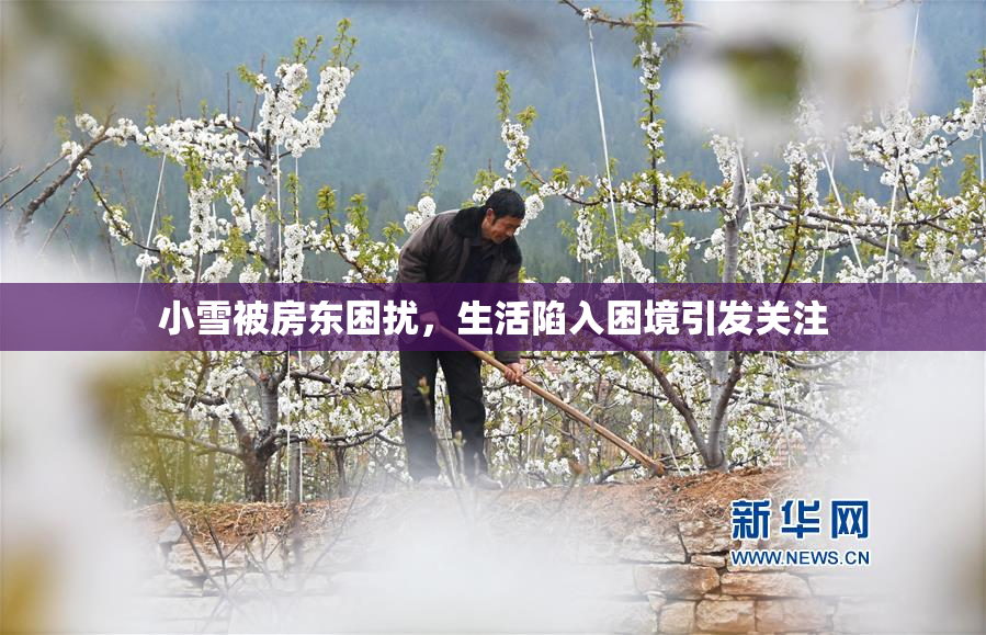 小雪被房东困扰，生活陷入困境引发关注