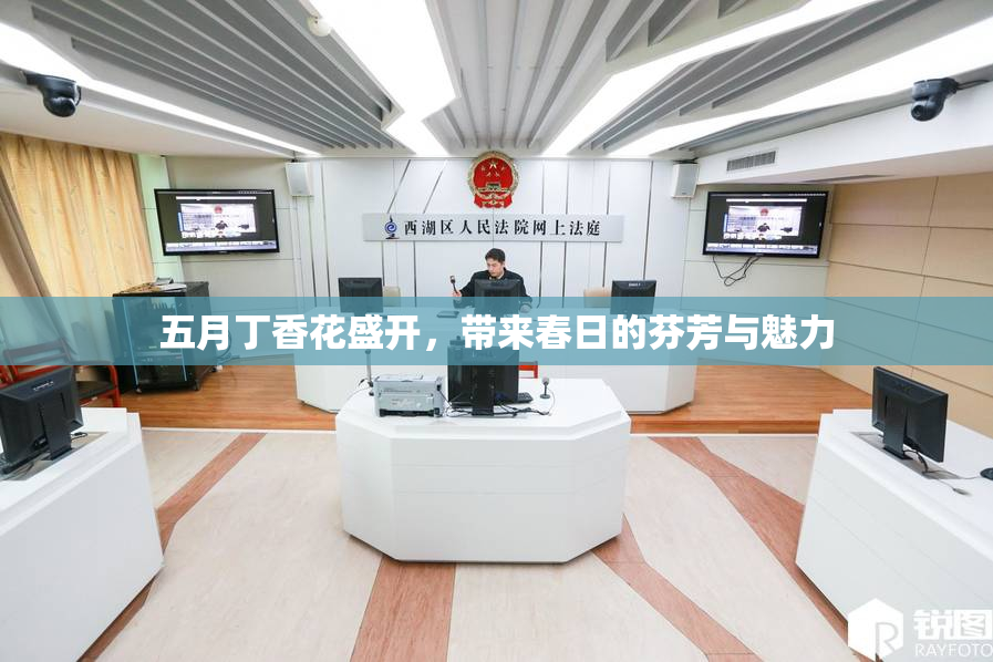 五月丁香花盛开，带来春日的芬芳与魅力