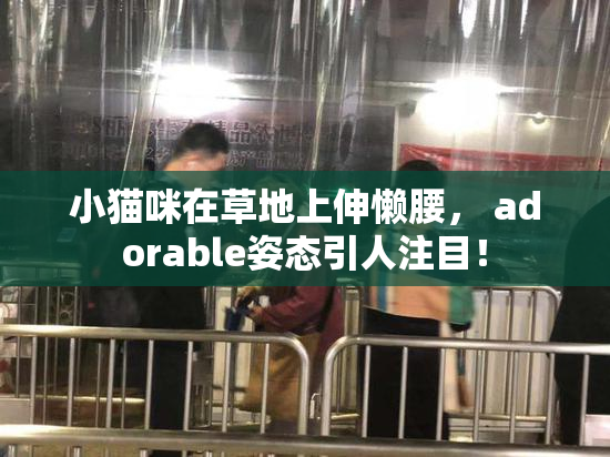 小猫咪在草地上伸懒腰， adorable姿态引人注目！