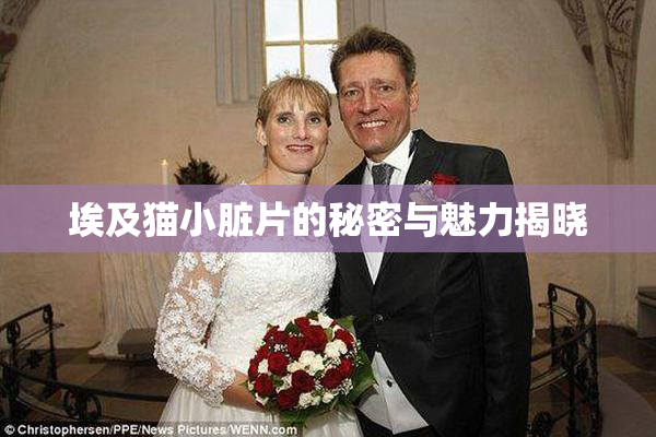 埃及猫小脏片的秘密与魅力揭晓