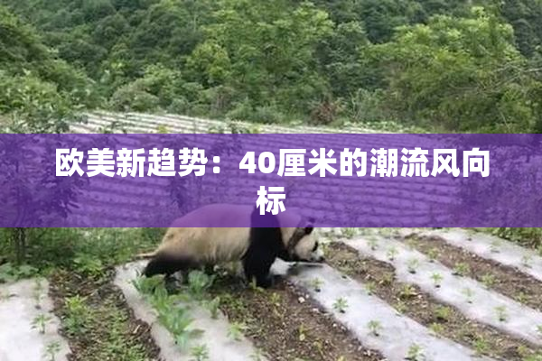 欧美新趋势：40厘米的潮流风向标