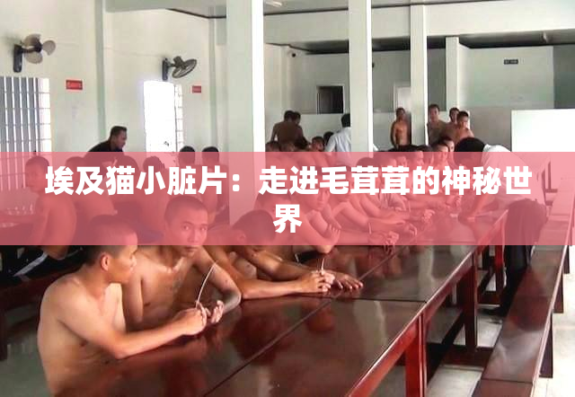 埃及猫小脏片：走进毛茸茸的神秘世界