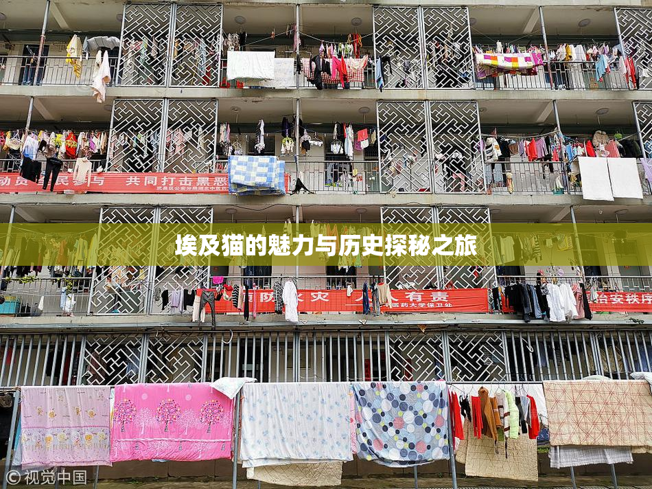 埃及猫的魅力与历史探秘之旅