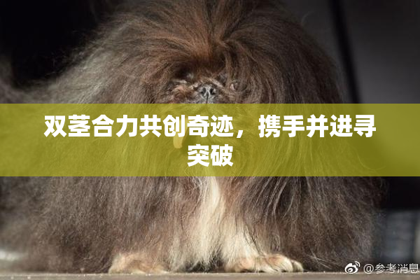 双茎合力共创奇迹，携手并进寻突破
