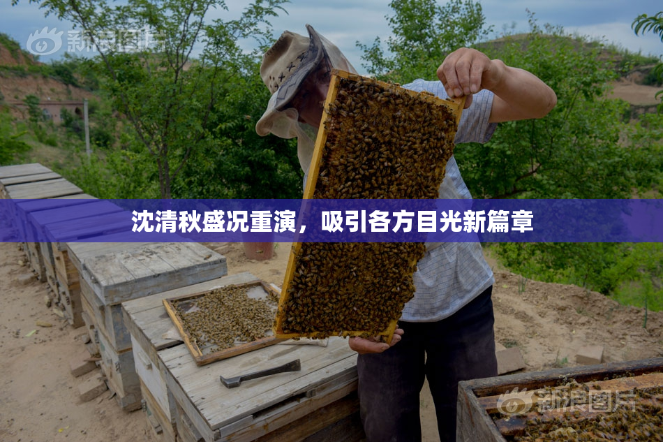 沈清秋盛况重演，吸引各方目光新篇章