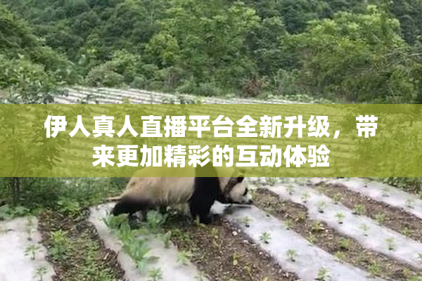 伊人真人直播平台全新升级，带来更加精彩的互动体验