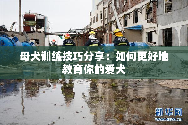 母犬训练技巧分享：如何更好地教育你的爱犬