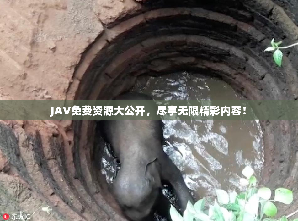 JAV免费资源大公开，尽享无限精彩内容！