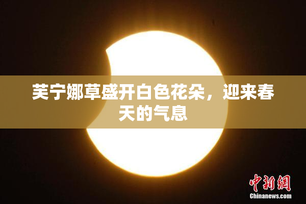 芙宁娜草盛开白色花朵，迎来春天的气息
