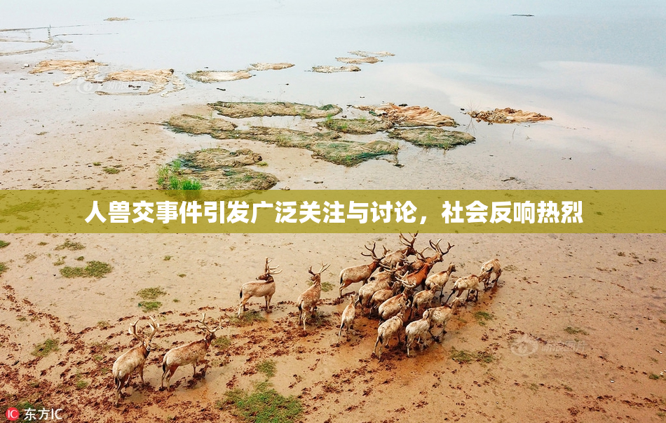 人兽交事件引发广泛关注与讨论，社会反响热烈