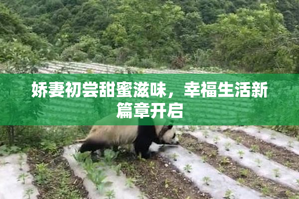 娇妻初尝甜蜜滋味，幸福生活新篇章开启