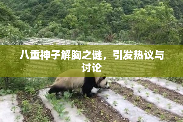 八重神子解胸之谜，引发热议与讨论