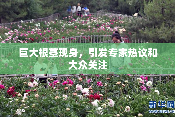 巨大根茎现身，引发专家热议和大众关注