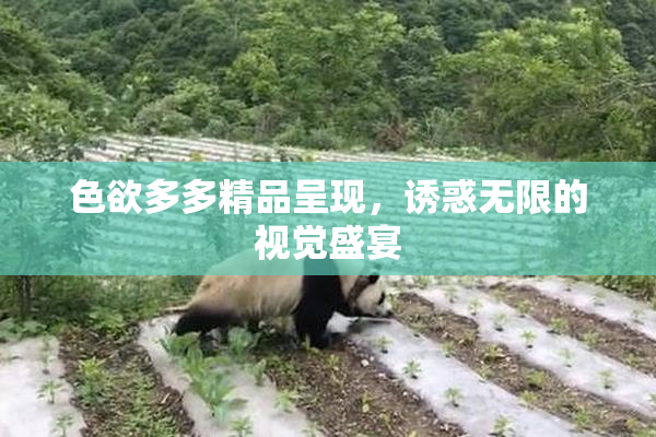 色欲多多精品呈现，诱惑无限的视觉盛宴