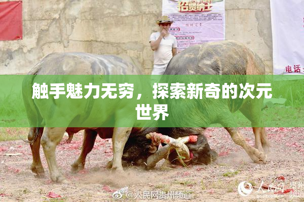 触手魅力无穷，探索新奇的次元世界