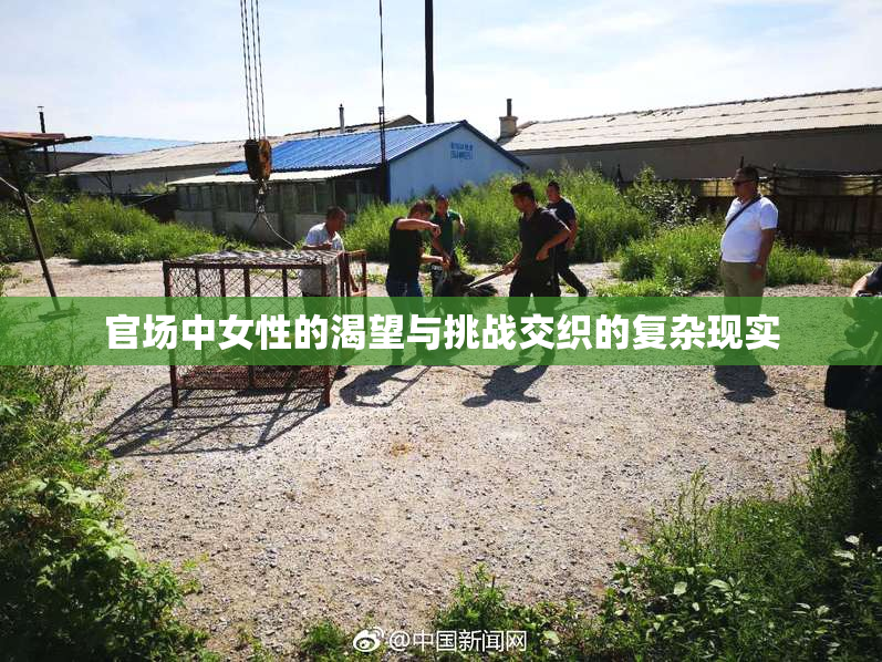 官场中女性的渴望与挑战交织的复杂现实