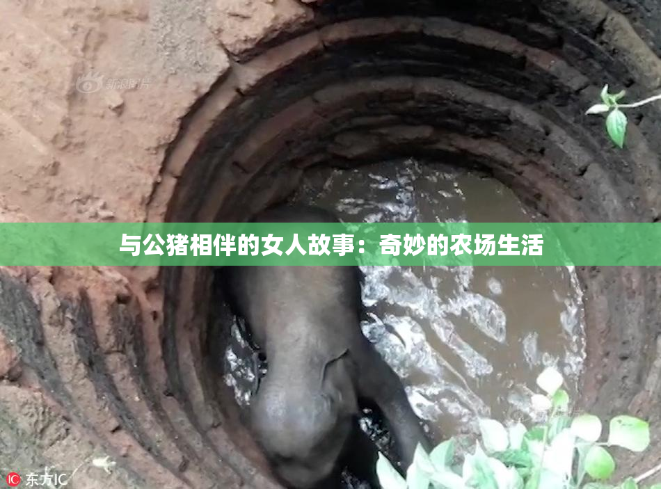 与公猪相伴的女人故事：奇妙的农场生活