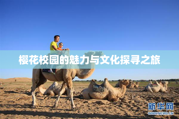 樱花校园的魅力与文化探寻之旅