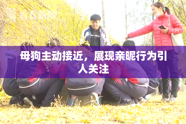 母狗主动接近，展现亲昵行为引人关注