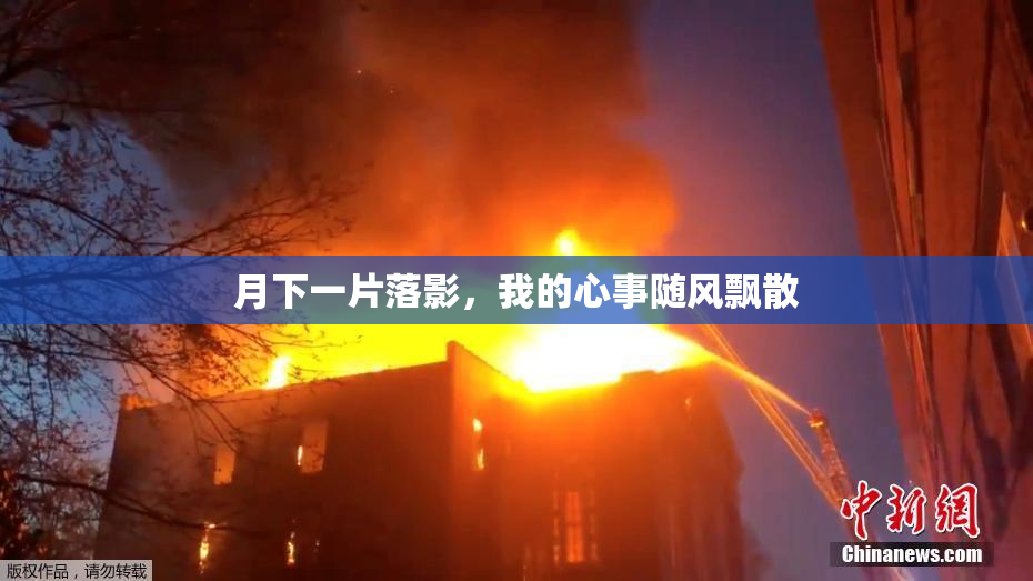 月下一片落影，我的心事随风飘散