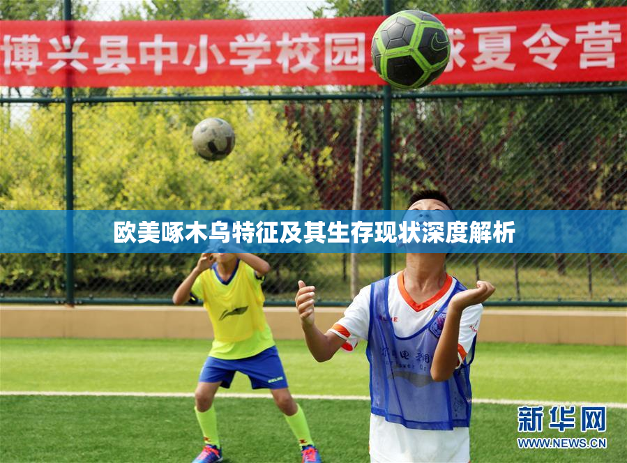 欧美啄木乌特征及其生存现状深度解析