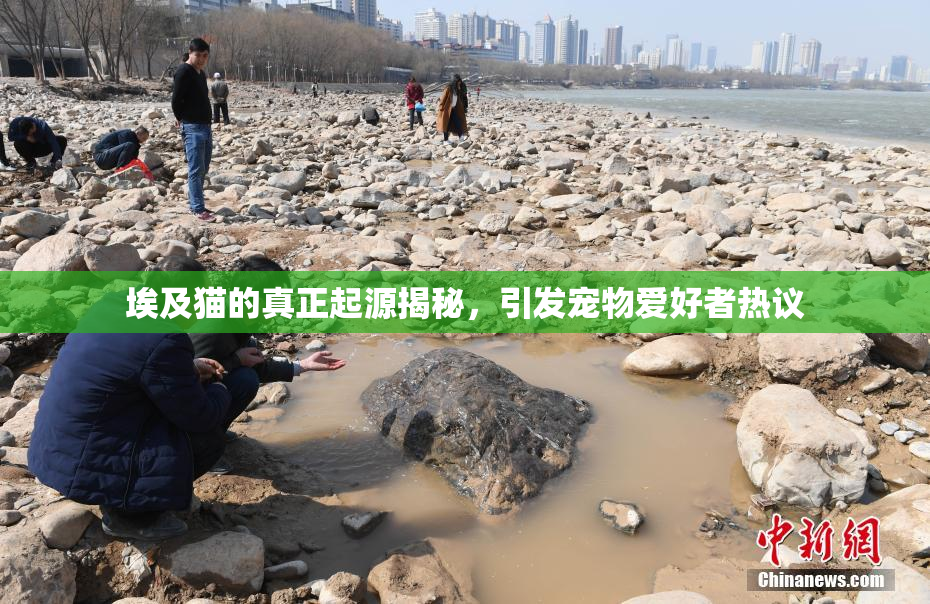 埃及猫的真正起源揭秘，引发宠物爱好者热议