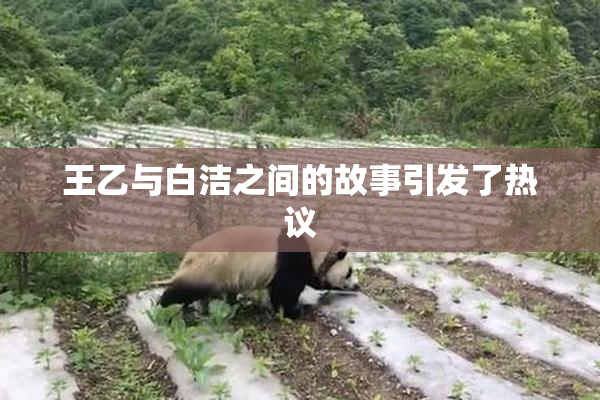 王乙与白洁之间的故事引发了热议