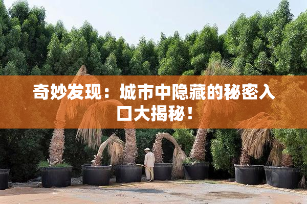 奇妙发现：城市中隐藏的秘密入口大揭秘！