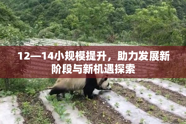 12—14小规模提升，助力发展新阶段与新机遇探索