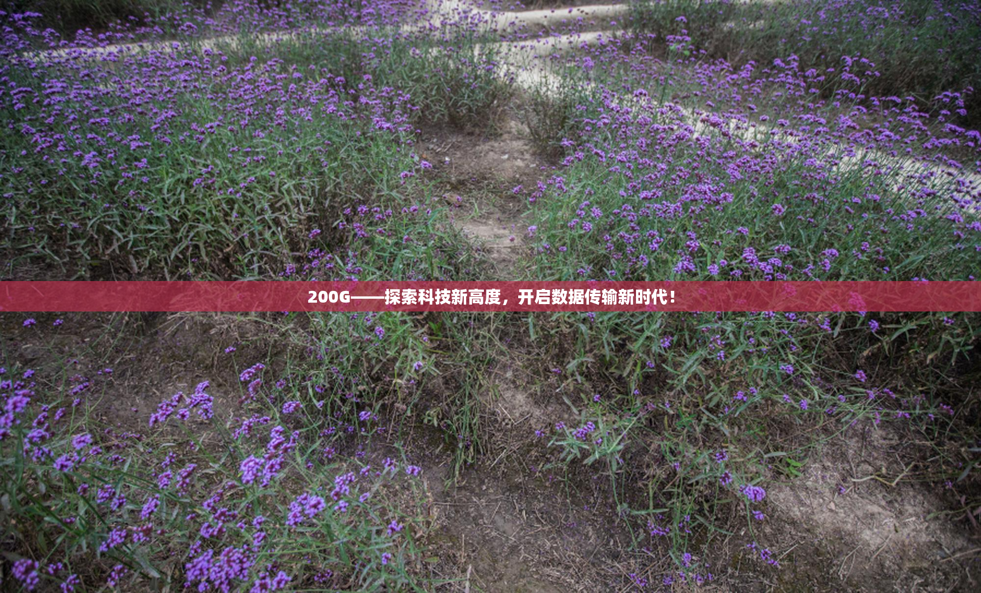 200G——探索科技新高度，开启数据传输新时代！