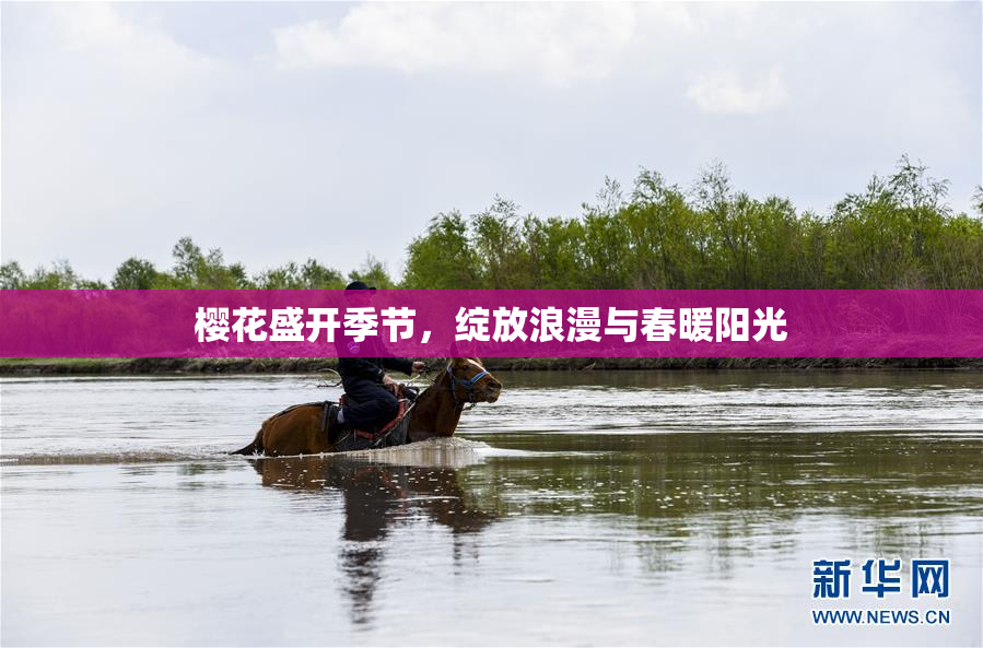 樱花盛开季节，绽放浪漫与春暖阳光