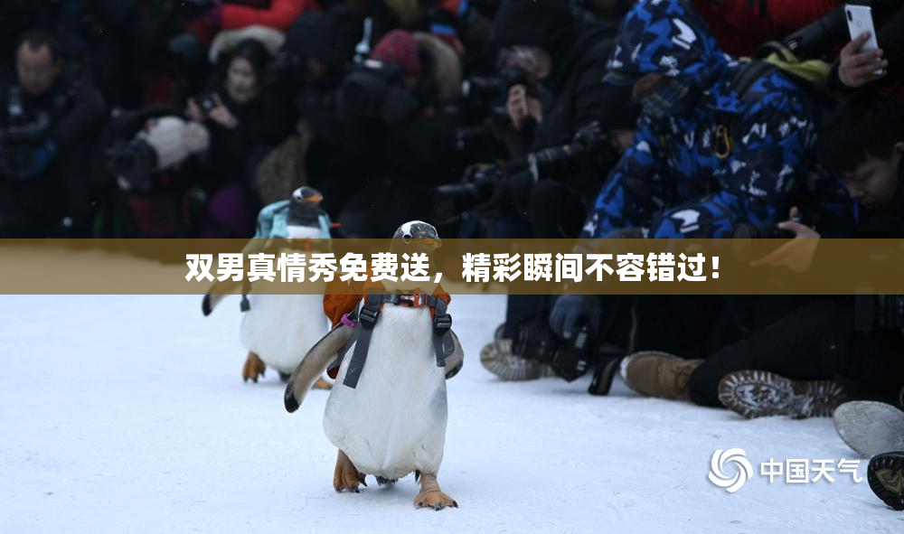 双男真情秀免费送，精彩瞬间不容错过！