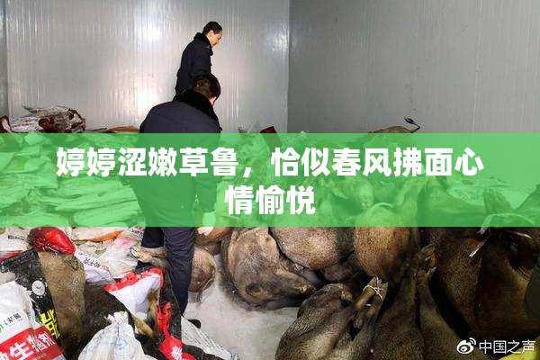 婷婷涩嫩草鲁，恰似春风拂面心情愉悦