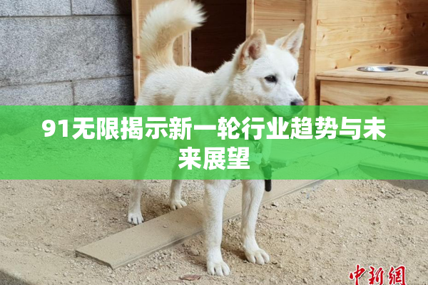 91无限揭示新一轮行业趋势与未来展望