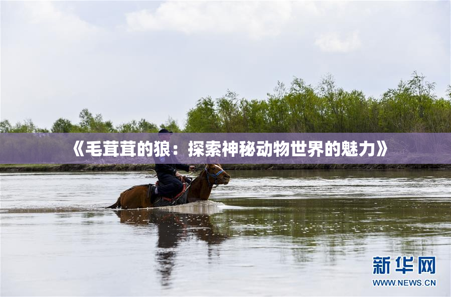 《毛茸茸的狼：探索神秘动物世界的魅力》