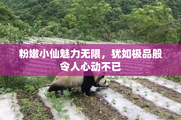 粉嫩小仙魅力无限，犹如极品般令人心动不已