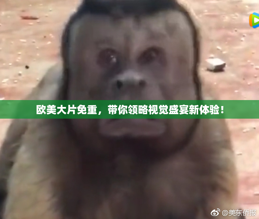 欧美大片免重，带你领略视觉盛宴新体验！