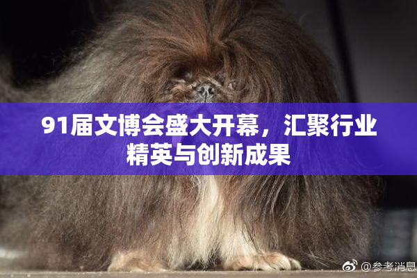 91届文博会盛大开幕，汇聚行业精英与创新成果