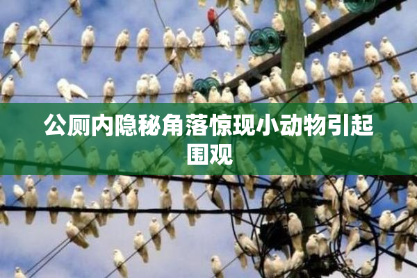 公厕内隐秘角落惊现小动物引起围观