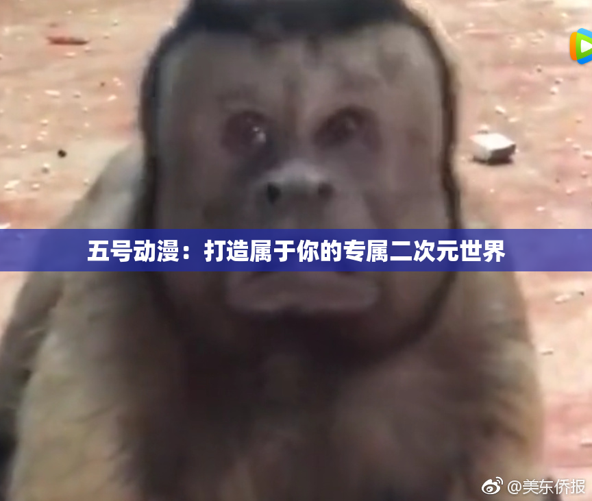 五号动漫：打造属于你的专属二次元世界