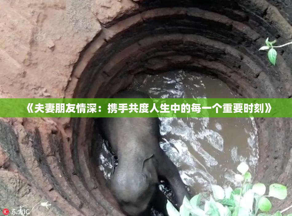 《夫妻朋友情深：携手共度人生中的每一个重要时刻》