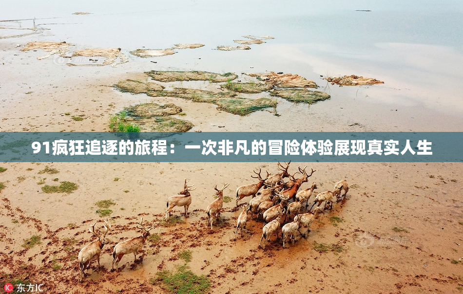 91疯狂追逐的旅程：一次非凡的冒险体验展现真实人生