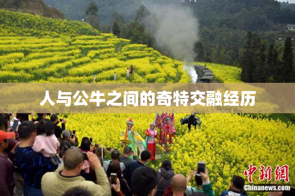 人与公牛之间的奇特交融经历